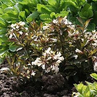 Weigela Plant - Candida
