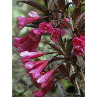 Weigela Plant - Florida Alexandra