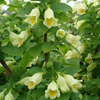 Weigela Plant - Milk And Honey