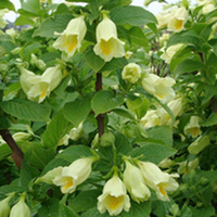 Weigela Plant - Milk And Honey