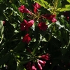 Weigela Plant - Nain Rouge®