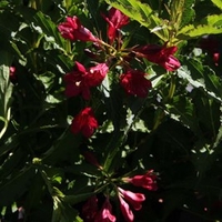 Weigela Plant - Nain Rouge®