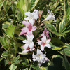 Weigela Plant - Naomi Campbell