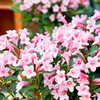 Weigela Plant - Pink Poppet