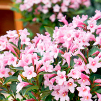 Weigela Plant - Pink Poppet