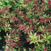 Weigela Plant - Red Prince