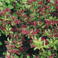 Weigela Plant - Red Prince