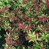 Weigela Plant - Red Prince