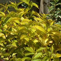 Weigela Plant - Rubidor