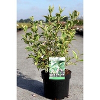 Weigela Plant - White Lightning