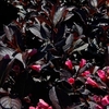 Weigela Plant - Wine and Roses (Alexandra)