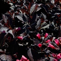Weigela Plant - Wine and Roses (Alexandra)