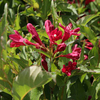 Weigela Plant - Wings of Fire