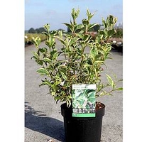 Weigela 