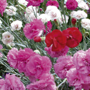 Whetman Pinks Plants - Collection