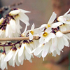 White Forsythia Plant