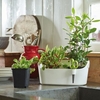 White Herb Station