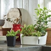 White Herb Station