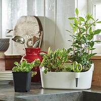 White Herb Station