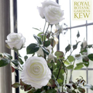 White Rose Bush - Luxury Silk Range