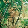 Whitecurrant Plant - Blanka