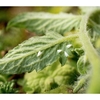 Whitefly Killer - 10 Cards