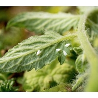 Whitefly Killer - 10 Cards