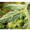 Whitefly Killer 10 Cards