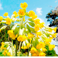 Wild Primrose (Primula vulgaris) & Cowslip (Primula veris) Mix Plants