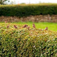 Wildlife Hedge Collection