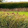 Wildlife Hedge Collection
