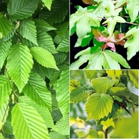 Wildlife Mixed Hedging