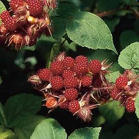 Wineberry Plant