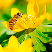 Winter Aconite Bulbs