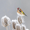 Winter Bird Feeding Mix Seeds