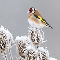 Winter Bird Feeding Mix Seeds