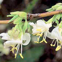 Winter Honeysuckle Plant