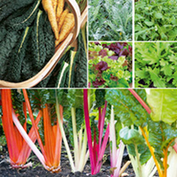 Winter Veg Collection Plants - Twin Pack