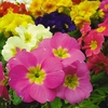 Winter/Spring Bedding Plants - Lucky Dip