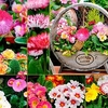 Winter/Spring Bedding Plants - Lucky Dip