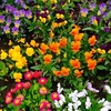 Winter/Spring Bedding Plants Our Selection - Extra Value Plugs