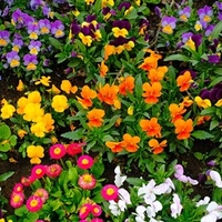 Winter/Spring Bedding Plants Our Selection - Extra Value Plugs