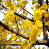 Wintersweet Plant - Luteus