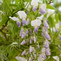 Wisteria dormosa Plant - Issai (syn. Domino)