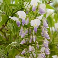 Wisteria dormosa Plant - Issai (syn. Domino)