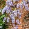 Wisteria Floribunda - Domino