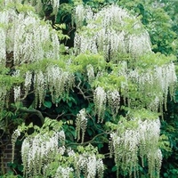 Wisteria floribunda Plant - Longissima Alba (Shiro Noda)