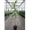 Wisteria floribunda Plant - Rosea (syn. Honbeni)