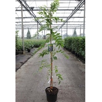 Wisteria floribunda Plant - Rosea (syn. Honbeni)