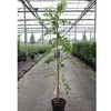 Wisteria floribunda Plant - Rosea (syn. Honbeni)